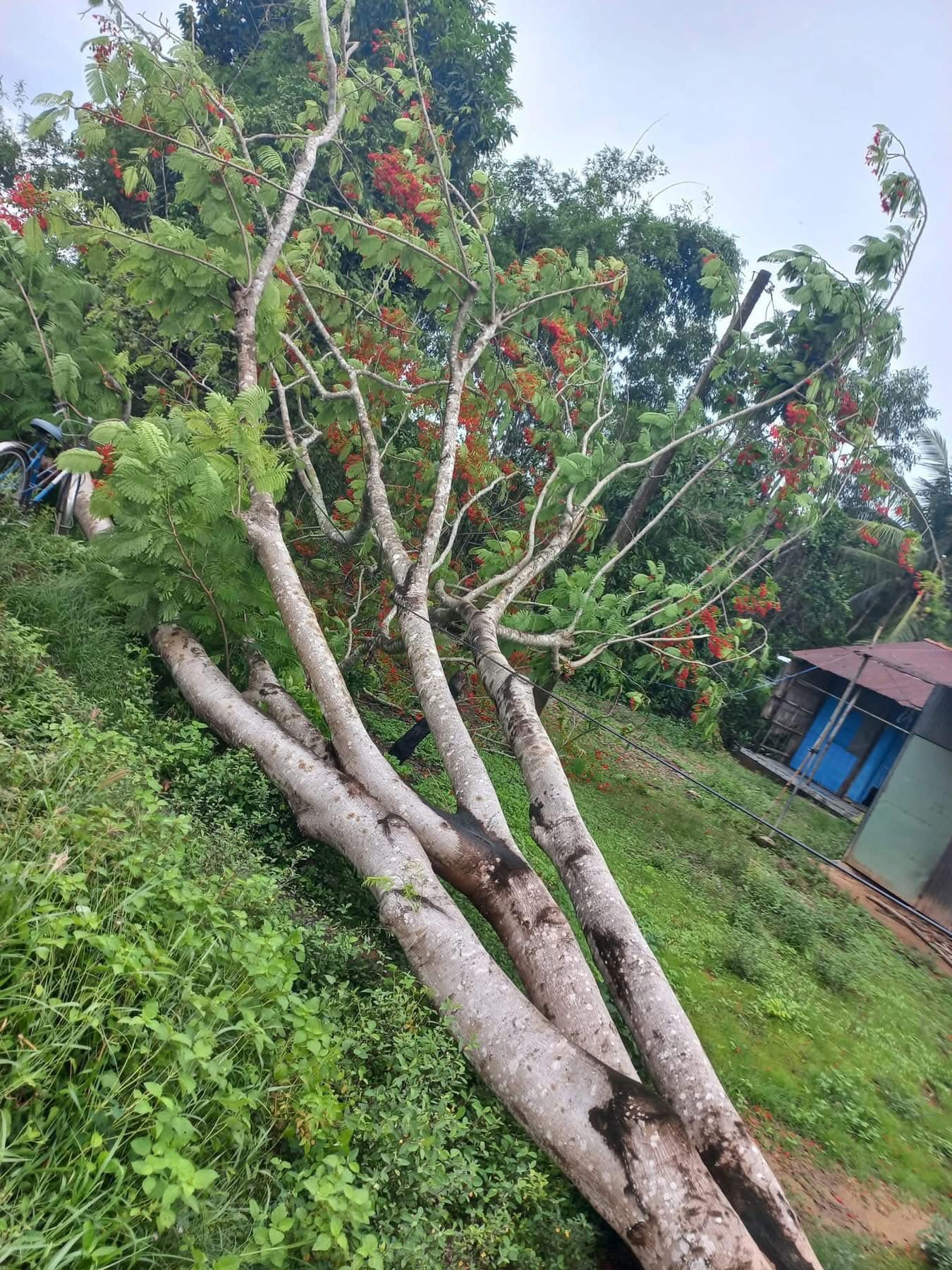Cây phượng ngã đổ làm dứt dây điện, khiến 2 người bị điện giật tử vong- Ảnh 1.