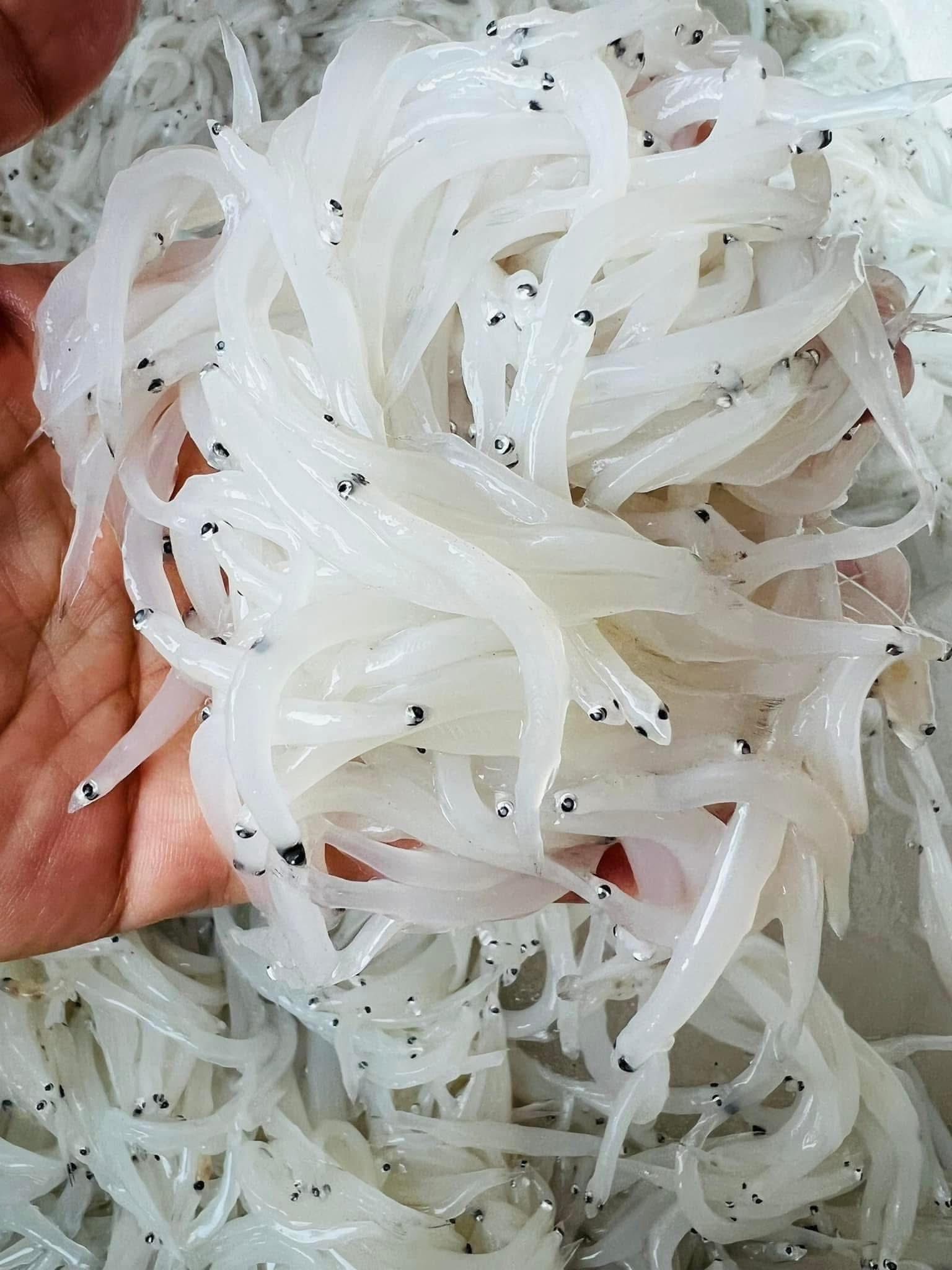Loại đặc sản được ví như "ngọc trong nước" chỉ có ở sông Đà, nhiều người không ngại vượt hàng trăm cây số đến 2 tỉnh này để thưởng thức- Ảnh 5.