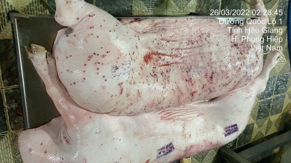 C.P. Việt Nam lên tiếng khi bị tố trà trộn heo bệnh, chết để bán ra thị trường- Ảnh 1.