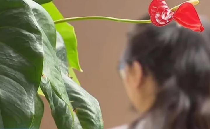 Bỏ tiền tỷ vào app tài chính lừa đảo, nhà đầu tư cay đắng được trả bằng thịt bò- Ảnh 2.