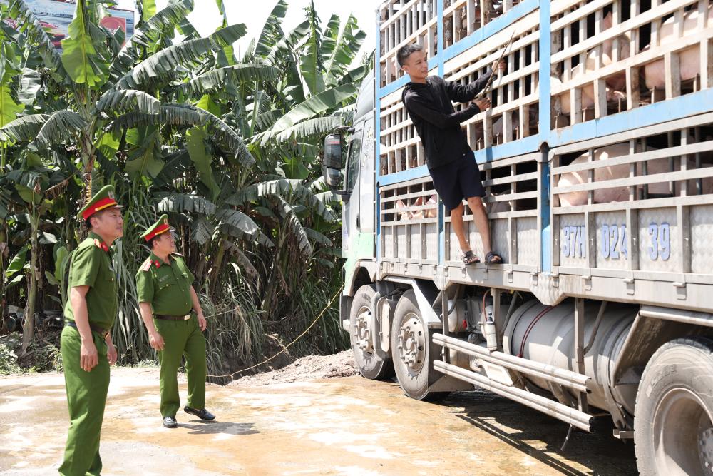 Chở 180 con heo nhiễm dịch tả châu Phi đi tiêu thụ- Ảnh 1.