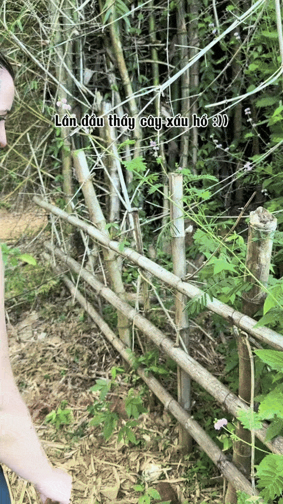Khách Tây bất ngờ với một loài cây mọc dại bên đường ở Việt Nam, thắc mắc: "Sao nó lại như vậy nhỉ?"- Ảnh 1.