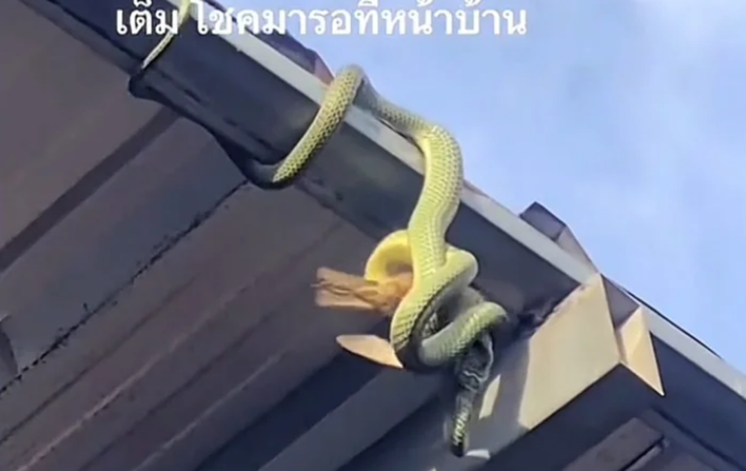 Nhìn lên mái nhà, chủ nhà sốc nặng khi thấy cảnh tượng đáng sợ- Ảnh 2.