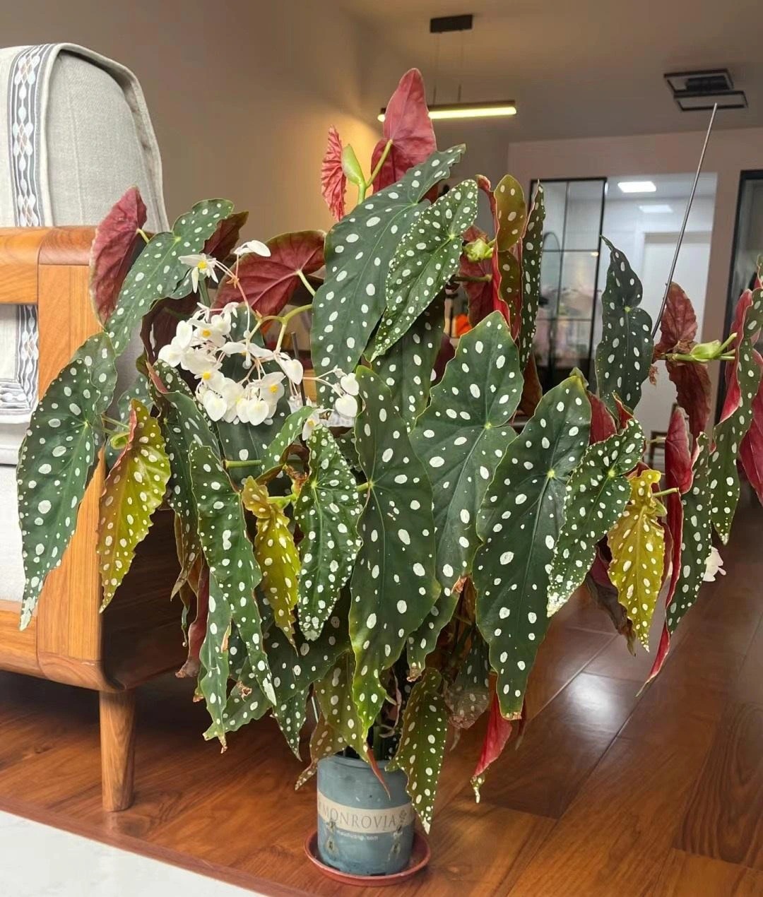 Loài cây có lá đẹp "lấn át" hoa, trồng ở đâu hút lộc về ở đấy, chẳng trách nhà giàu mê như điếu đổ- Ảnh 3.