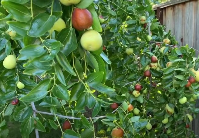 5 loại cây trồng trong sân nhà như 