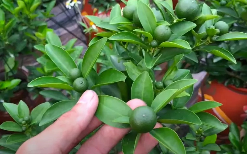 5 loại cây trồng trong sân nhà như 