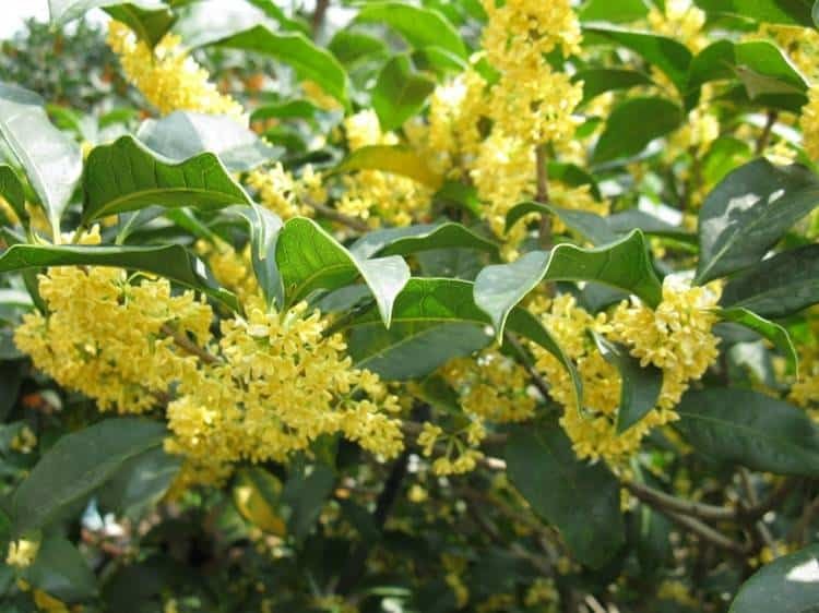 5 loại cây trồng trong sân nhà như 