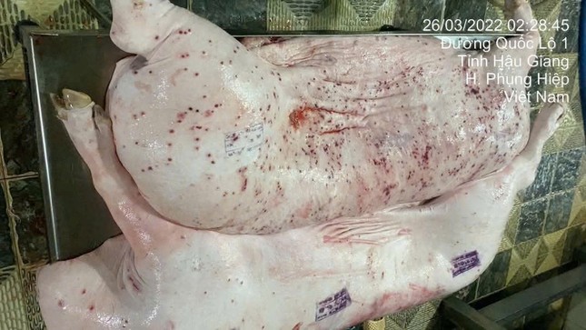 Sóc Trăng đề nghị Hậu Giang phối hợp xác minh vụ tố C.P. 'tuồn thịt bẩn' ra thị trường- Ảnh 1.