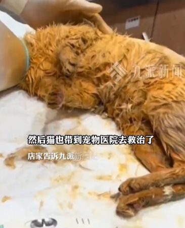 Chú mèo "từ trên trời" rơi thẳng vào nồi lẩu đang sôi sùng sục, thực khách hoảng loạn trước cảnh tượng khó tin- Ảnh 2.