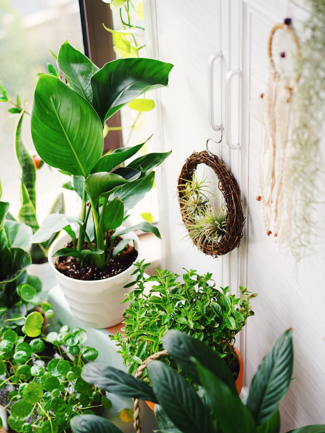 Từ ban công lụp xụp 3m2 đến khu vườn xanh mát mắt: Biến hóa tuyệt vời khiến ai cũng ngỡ ngàng và ao ước- Ảnh 8.