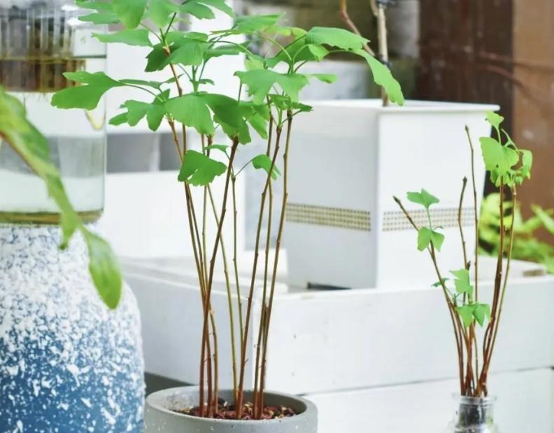 "Muốn giàu nuôi cá, muốn khá trồng cây" - 3 cây này đứng trong sân như nam châm hút tiền, tà khí chạy mất dép!- Ảnh 2.