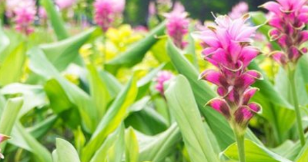 Một ‘mỏ vàng dưới lòng đất’ vừa mang về cho Việt Nam hơn 500 tỷ đồng: Chỉ dưới 10 quốc gia trên thế giới sở hữu, nước ta có hơn 50.000 ha- Ảnh 1.