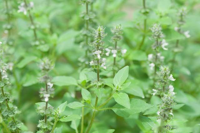 2 loại rau thơm "không ngậm thuốc trừ sâu", bán đầy ở khắp các chợ Việt- Ảnh 2.