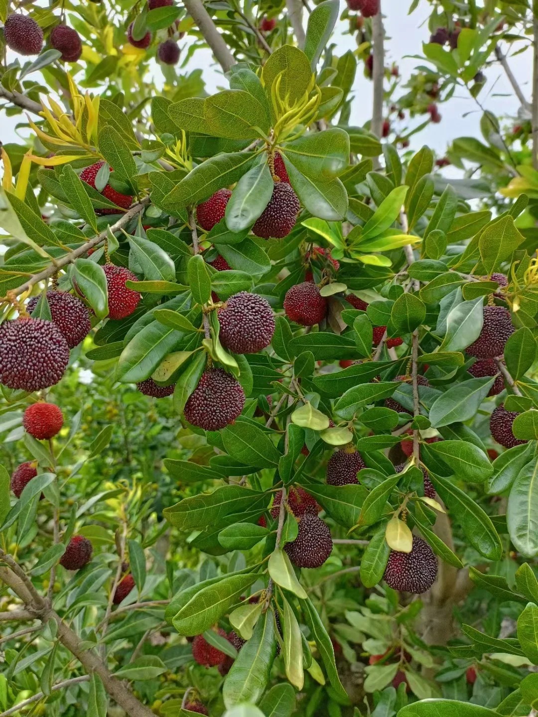 M&ugrave;a thanh mai ch&iacute;n rộ: Thứ quả chua ngọt đẹp như mơ, ăn ngon lại tốt cho sức khỏe- Ảnh 1.