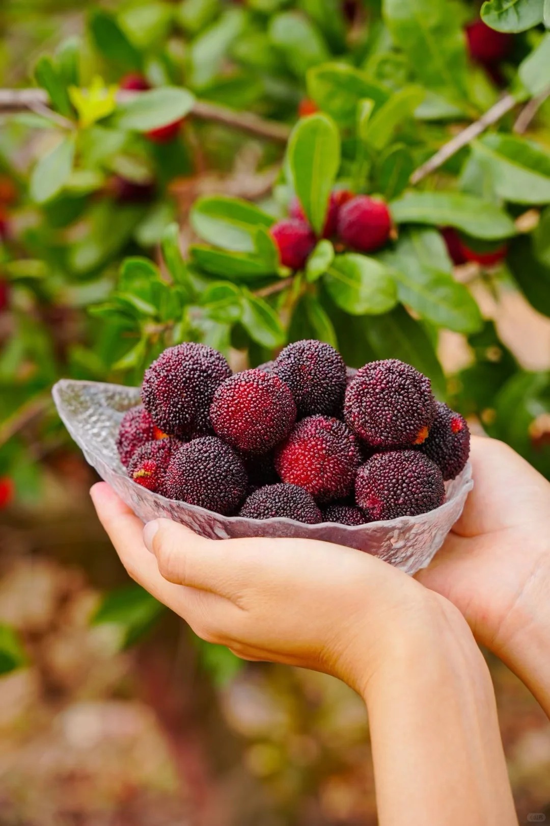 M&ugrave;a thanh mai ch&iacute;n rộ: Thứ quả chua ngọt đẹp như mơ, ăn ngon lại tốt cho sức khỏe- Ảnh 7.