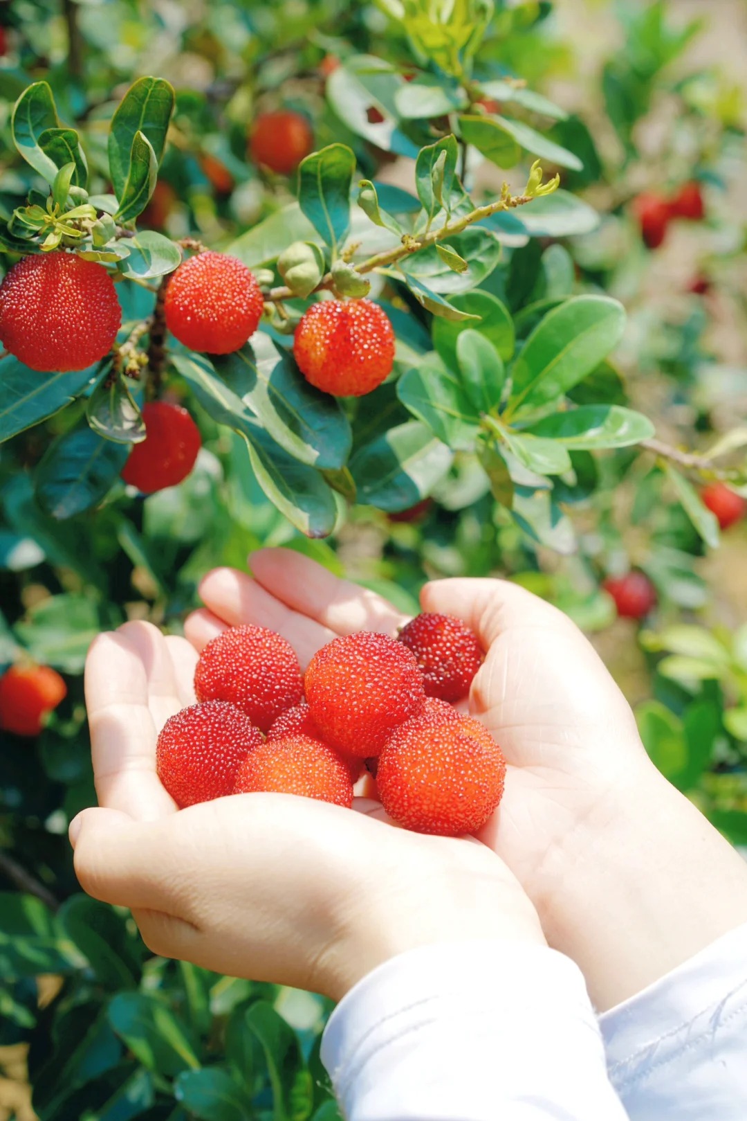 M&ugrave;a thanh mai ch&iacute;n rộ: Thứ quả chua ngọt đẹp như mơ, ăn ngon lại tốt cho sức khỏe- Ảnh 8.