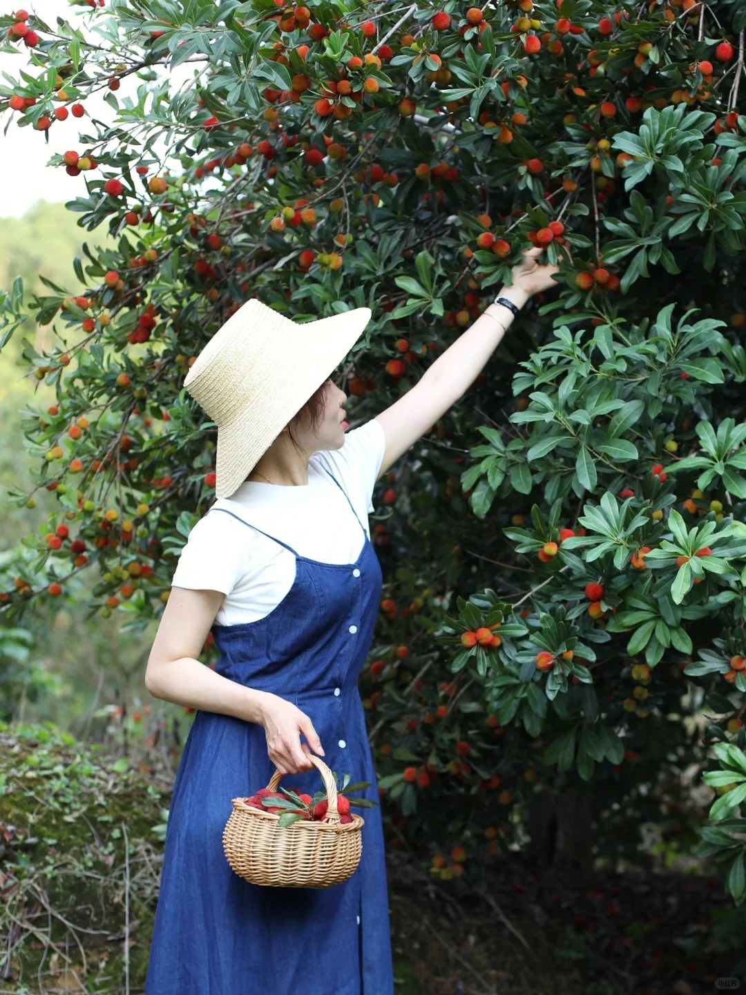 M&ugrave;a thanh mai ch&iacute;n rộ: Thứ quả chua ngọt đẹp như mơ, ăn ngon lại tốt cho sức khỏe- Ảnh 5.