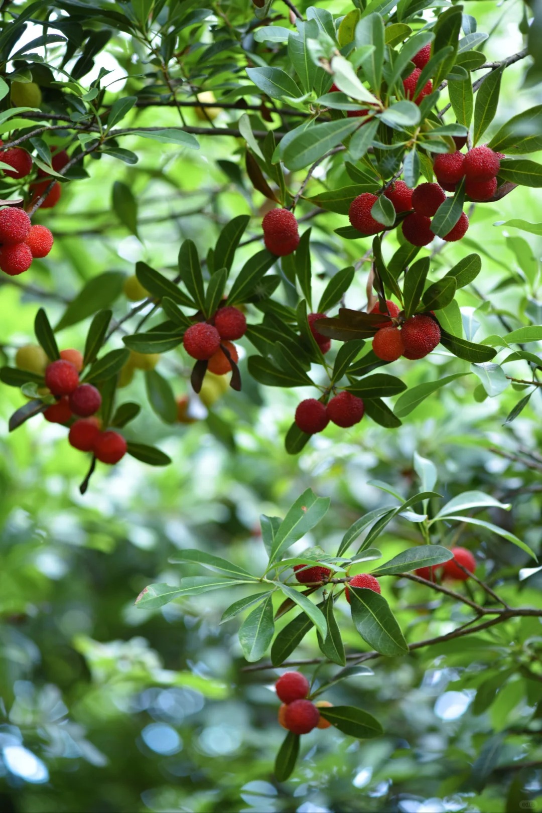 M&ugrave;a thanh mai ch&iacute;n rộ: Thứ quả chua ngọt đẹp như mơ, ăn ngon lại tốt cho sức khỏe- Ảnh 3.