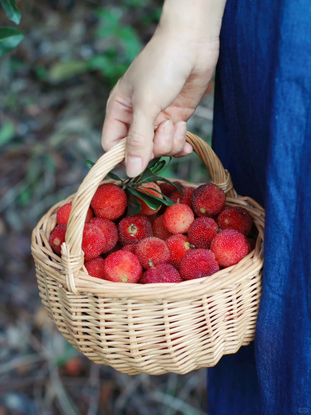M&ugrave;a thanh mai ch&iacute;n rộ: Thứ quả chua ngọt đẹp như mơ, ăn ngon lại tốt cho sức khỏe- Ảnh 4.