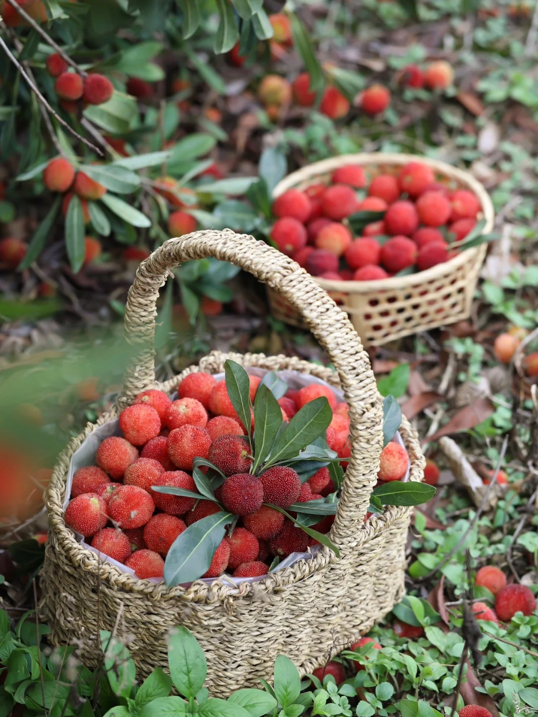 M&ugrave;a thanh mai ch&iacute;n rộ: Thứ quả chua ngọt đẹp như mơ, ăn ngon lại tốt cho sức khỏe- Ảnh 2.