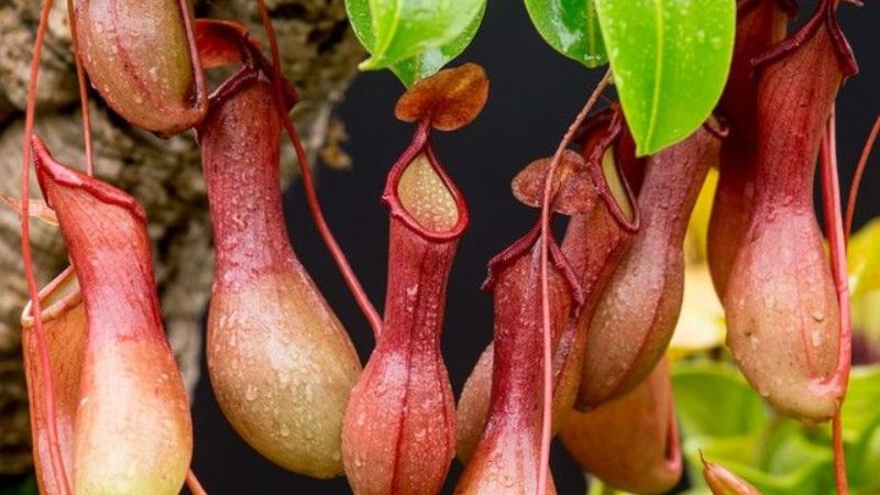 Đốt nhang muỗi rất độc, cứ trồng 6 cây này: Muỗi 