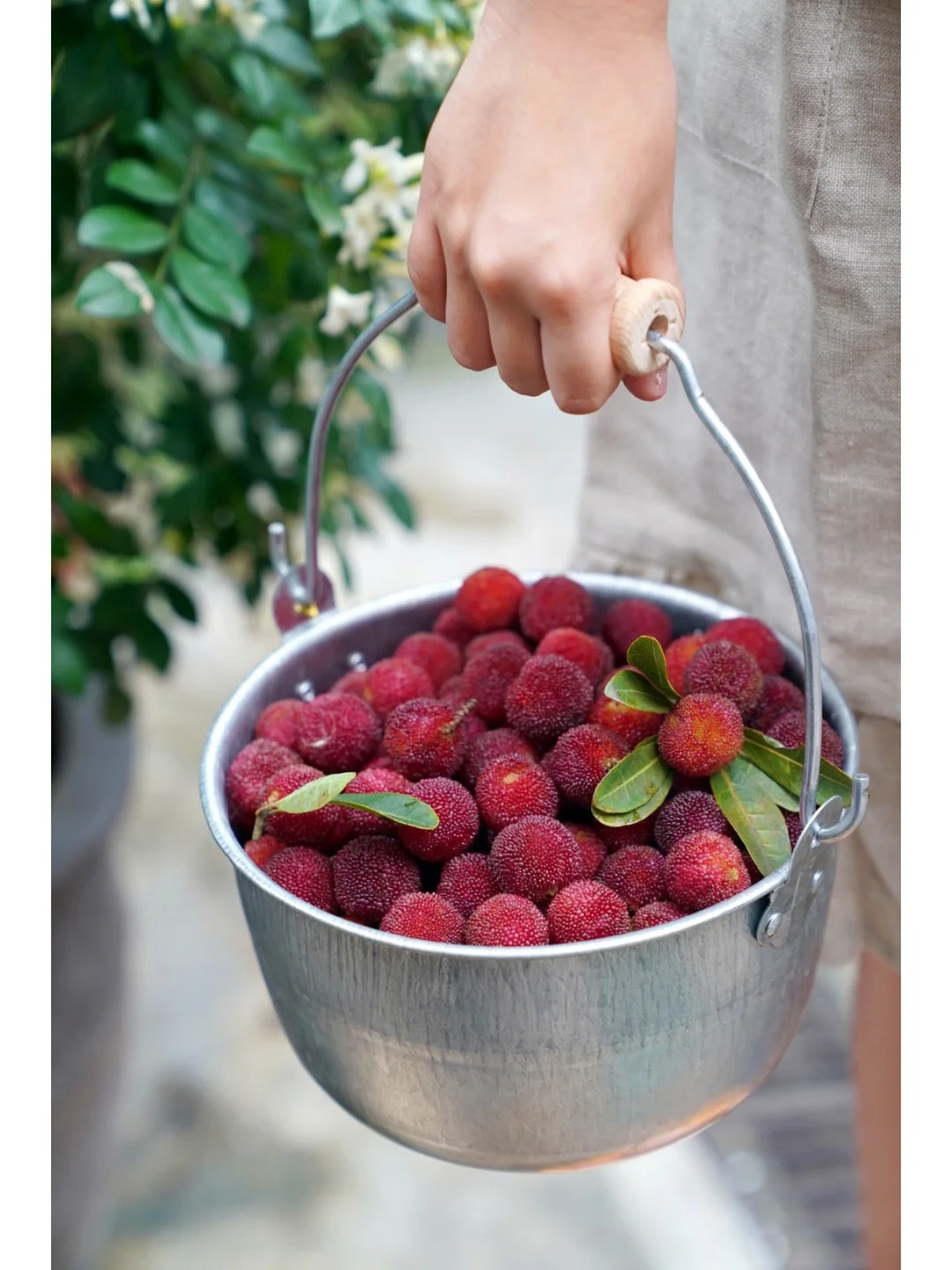 M&ugrave;a thanh mai ch&iacute;n rộ: Thứ quả chua ngọt đẹp như mơ, ăn ngon lại tốt cho sức khỏe- Ảnh 12.