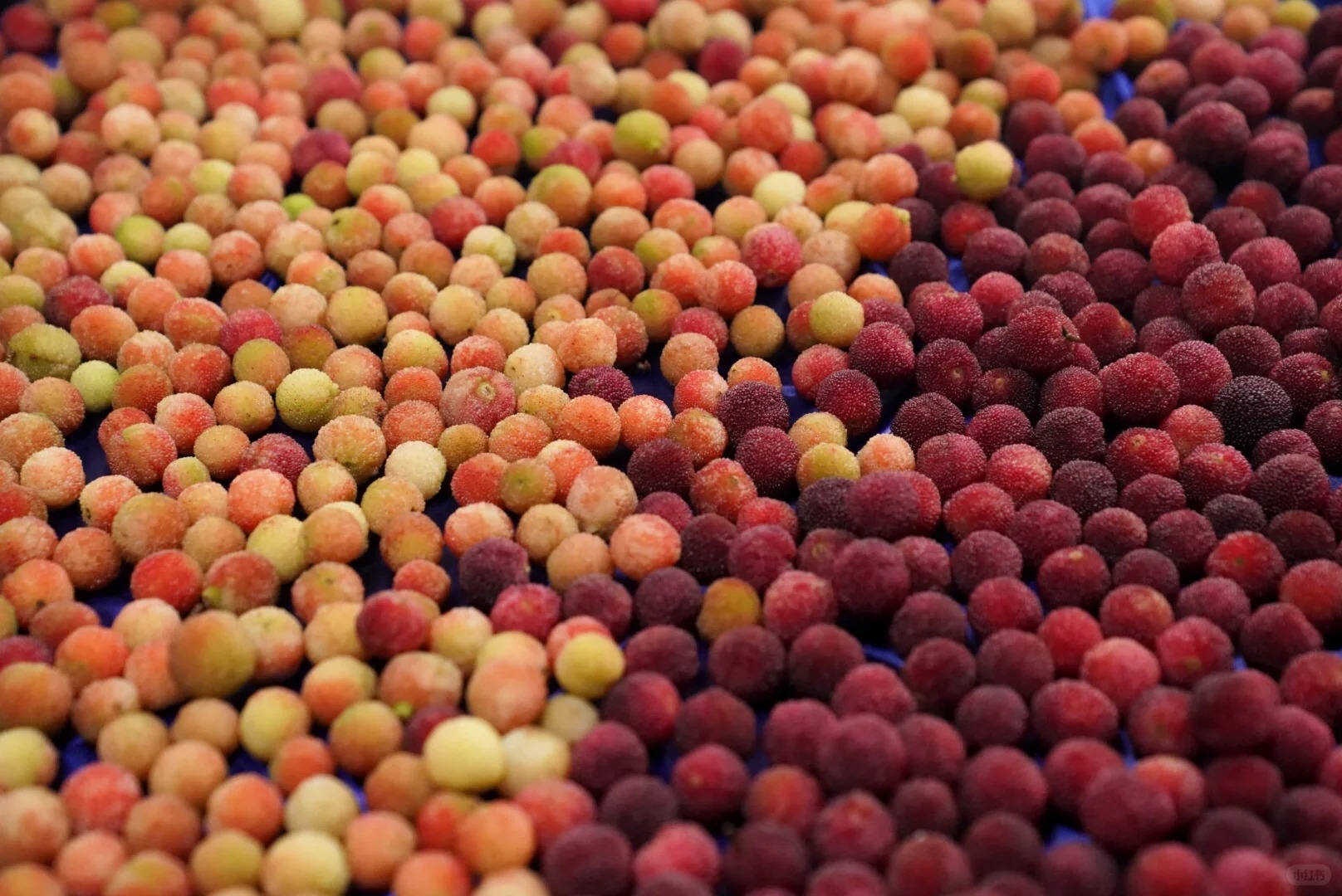 M&ugrave;a thanh mai ch&iacute;n rộ: Thứ quả chua ngọt đẹp như mơ, ăn ngon lại tốt cho sức khỏe- Ảnh 17.