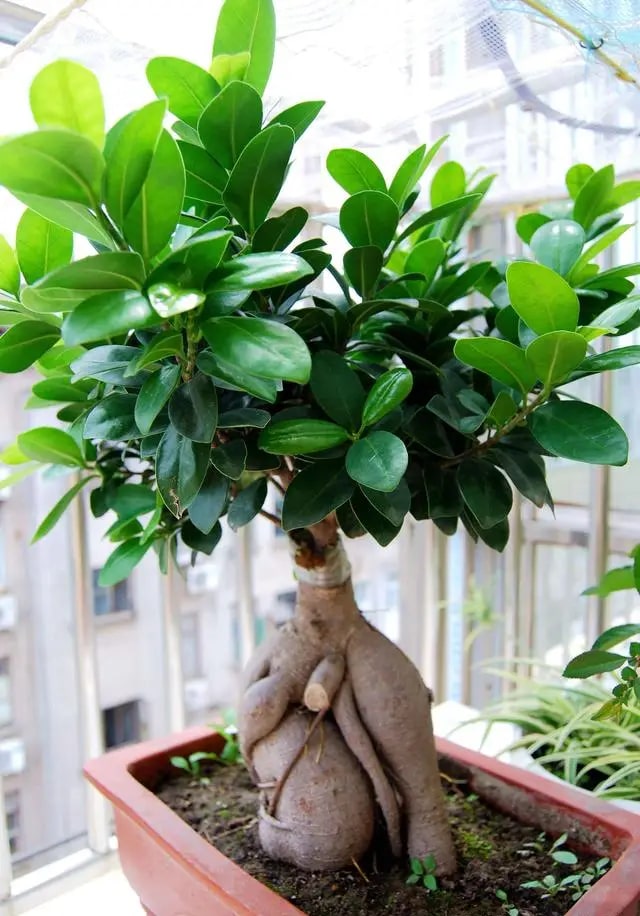 Trước nhà có cây 