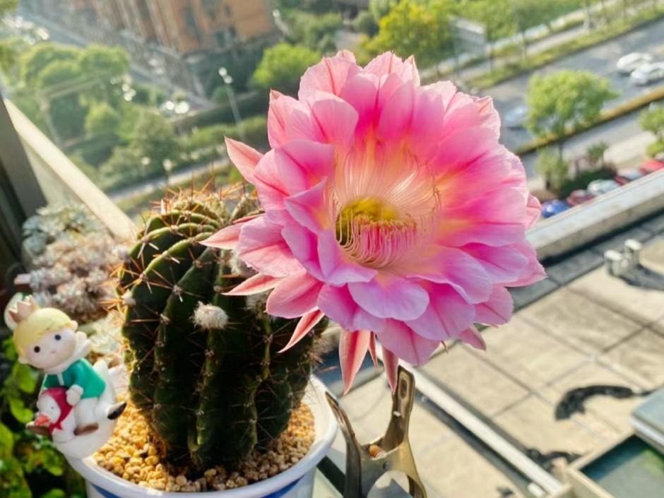 6 loài hoa đẹp như tiên, hương thơm tỏa đi trăm mét, trồng ở ban công hay sân vườn đều lý tưởng- Ảnh 6.