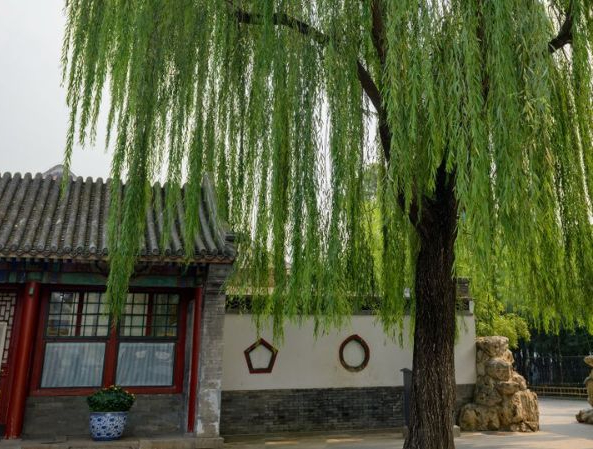 Trước nhà có cây 