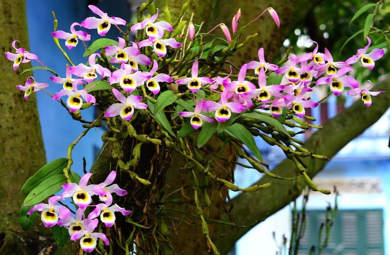 6 loài hoa đẹp như tiên, hương thơm tỏa đi trăm mét, trồng ở ban công hay sân vườn đều lý tưởng- Ảnh 2.
