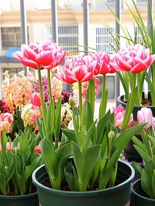 6 loài hoa đẹp như tiên, hương thơm tỏa đi trăm mét, trồng ở ban công hay sân vườn đều lý tưởng- Ảnh 3.