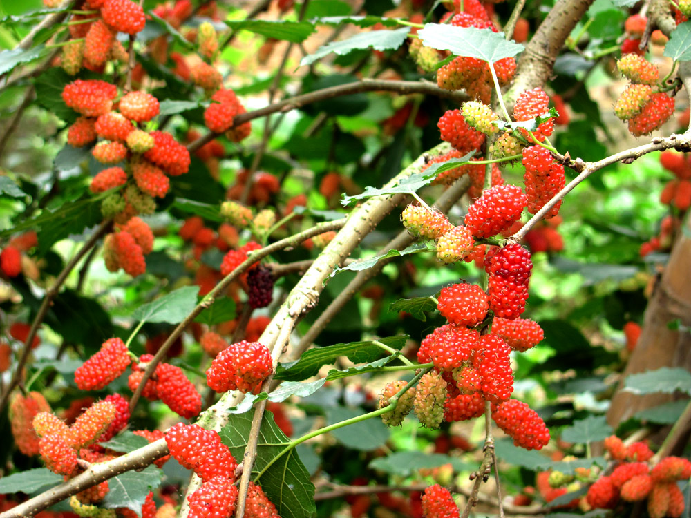 Trước nhà có cây 