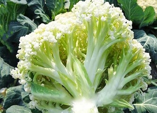 3 tạ rau quả nhiễm hóa chất độc hại bị thu giữ, tiêu hủy ở Sơn La: Cảnh báo 5 loại rau quả dễ "ngậm thuốc trừ sâu" nhất chợ- Ảnh 2.
