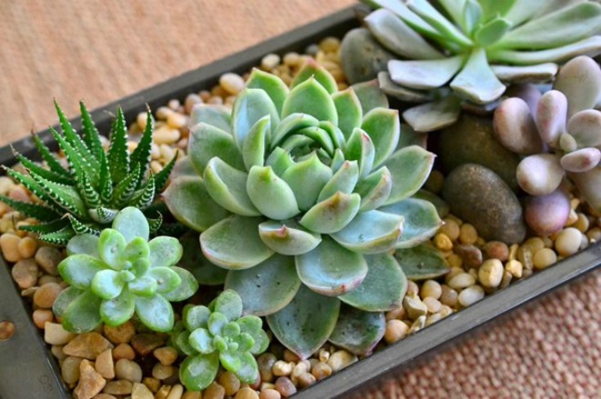 WHO đặc biệt cảnh báo 1 nguy cơ ngay trong nhà: Chuyên gia khuyên trồng loại cây giá rẻ này để "hóa giải"- Ảnh 1.