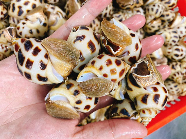 1 loại hải sản thơm mùi lá dứa của Việt Nam được Trung Quốc bỏ 16 triệu USD thu mua: Giòn sần sật, giàu omega-3, vô cùng đại bổ- Ảnh 1. 1 loại hải sản thơm mùi lá dứa của Việt Nam được Trung Quốc bỏ 16 triệu USD thu mua: Giòn sần sật, giàu omega-3, vô cùng đại bổ- Ảnh 1.