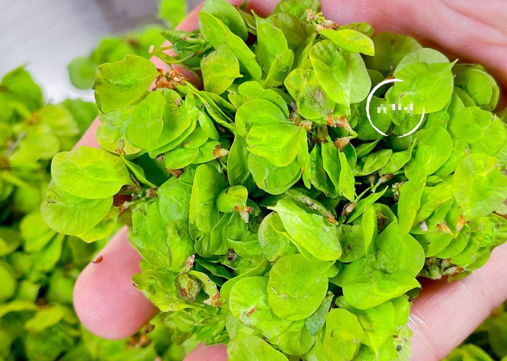Loại rau dại ngọt hơn rau cải, không chứa axit oxalic, ăn vào mát gan, giải nhiệt cực tốt- Ảnh 1.