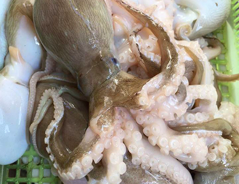 5 loại hải sản dễ 