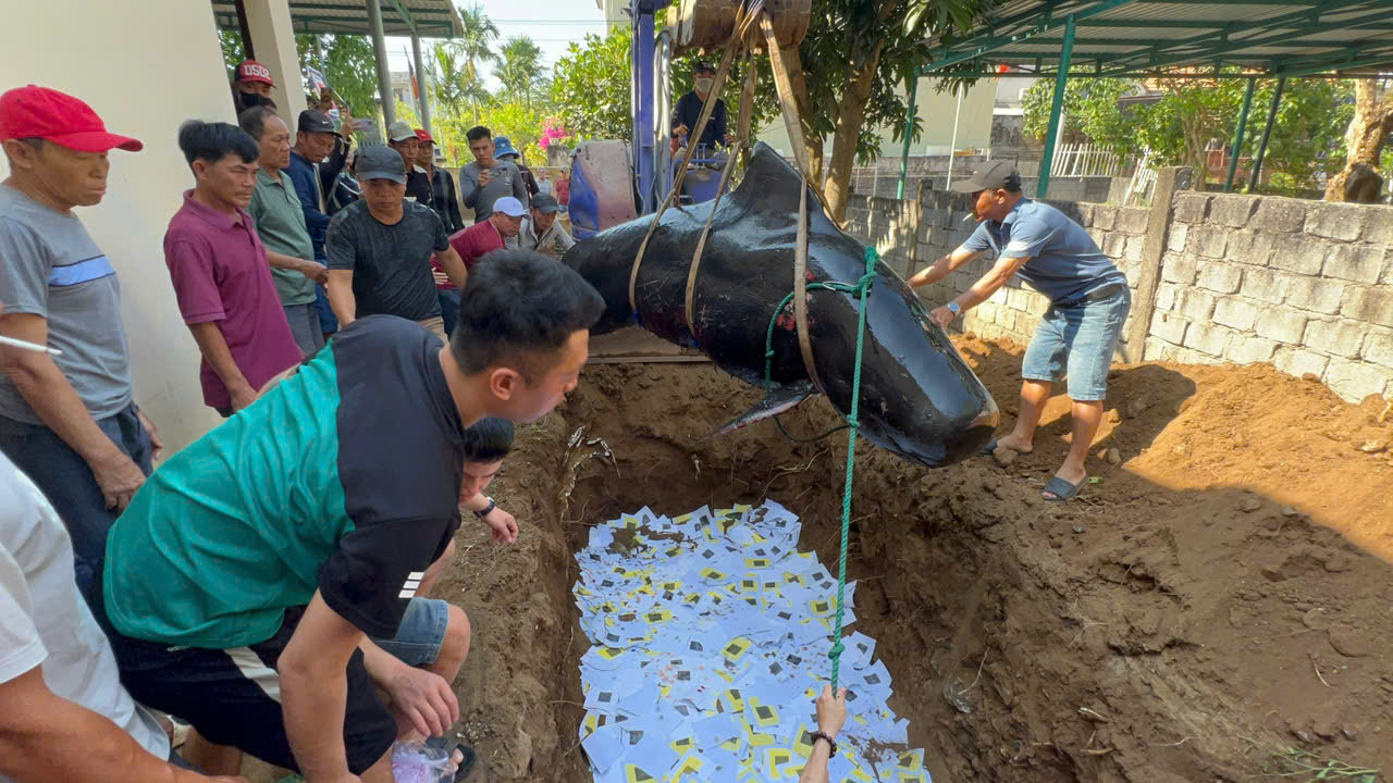 Ngư dân vùng biển an táng cá voi dài hơn 3,7 m lụy bờ- Ảnh 1. Ngư dân vùng biển an táng cá voi dài hơn 3,7 m lụy bờ- Ảnh 1.