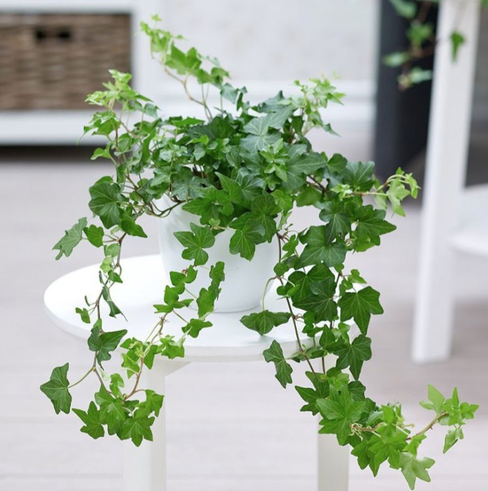 6 cây cảnh dưỡng người, 