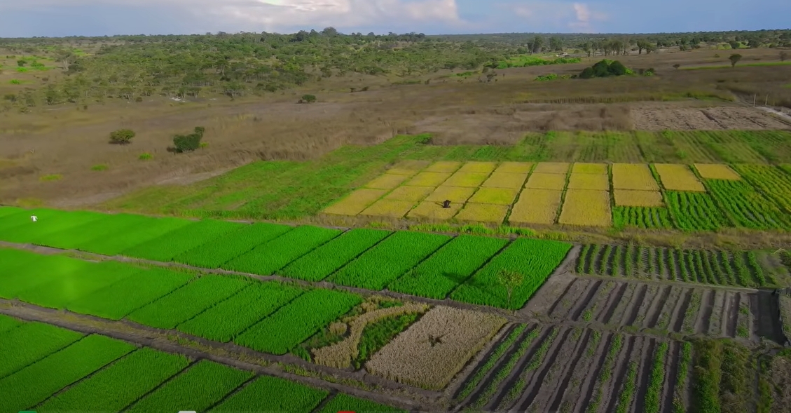 Nghi vấn trang trại của Quang Linh Vlogs ở Angola chỉ là phim trường, trồng lúa để làm content: Thực hư ra sao?- Ảnh 4.