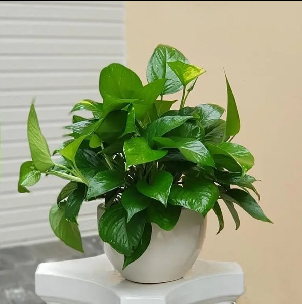 6 cây cảnh dưỡng người, 