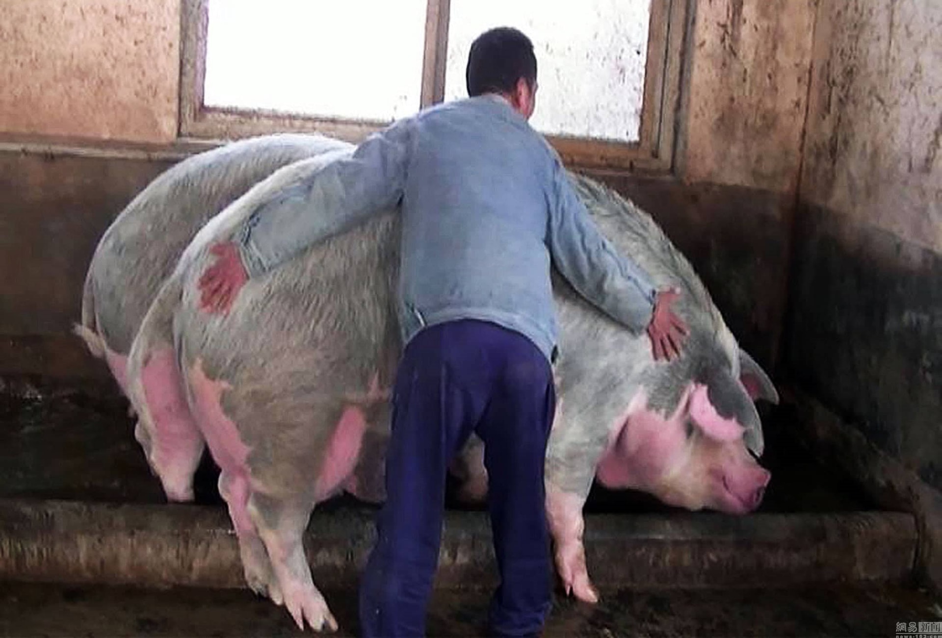 Chuyện lạ ở Trung Quốc: Nông dân nuôi lợn khổng lồ nặng 500kg, bằng một con gấu bắc cực để hy vọng lợi nhuận tăng- Ảnh 4.