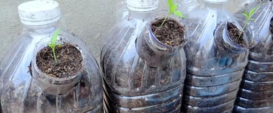 Chàng trai trẻ gây sốt vì trồng ớt bằng chai nước khoáng: 5 cây thu được 5kg, ăn quanh năm không hết- Ảnh 6. Chàng trai trẻ gây sốt vì trồng ớt bằng chai nước khoáng: 5 cây thu được 5kg, ăn quanh năm không hết- Ảnh 6.