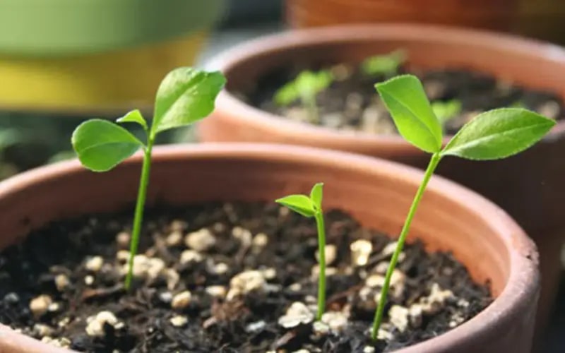 Ngoài ăn quả, loại cây này còn có lá được ví như 