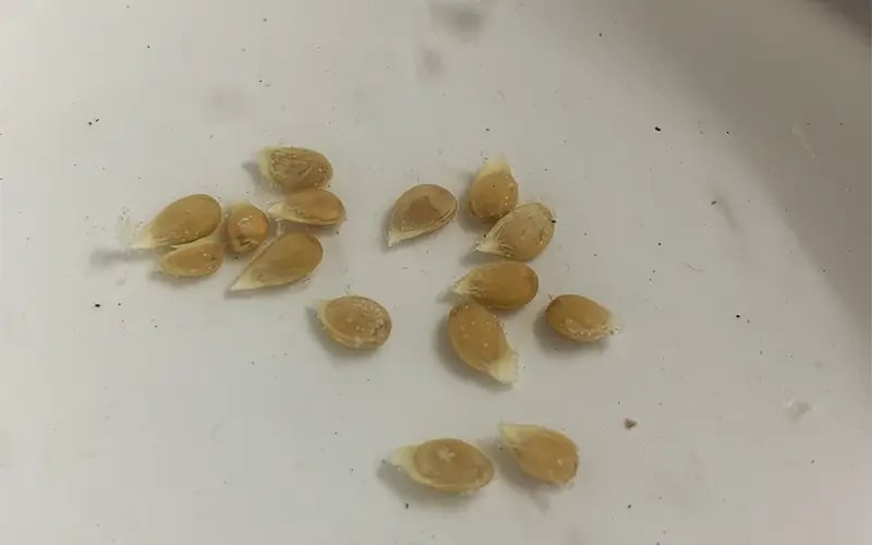 Ngoài ăn quả, loại cây này còn có lá được ví như 