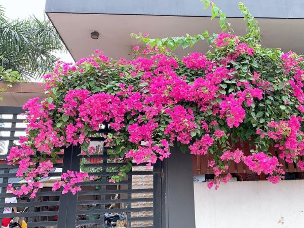 4 nơi trồng hoa giấy cực tốt, lộc vào như nước sông Đà, bảo sao nhà giàu đều làm giống nhau- Ảnh 2.