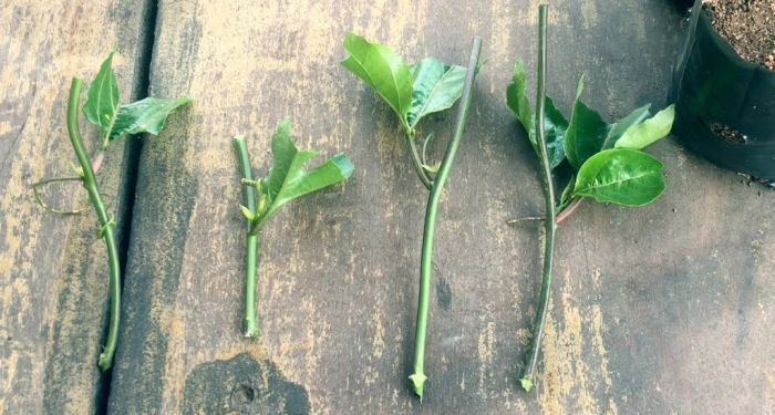 Ngoài ăn quả, loại cây này còn có lá được ví như 