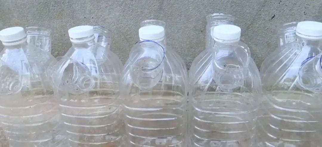 Chàng trai trẻ gây sốt vì trồng ớt bằng chai nước khoáng: 5 cây thu được 5kg, ăn quanh năm không hết- Ảnh 2. Chàng trai trẻ gây sốt vì trồng ớt bằng chai nước khoáng: 5 cây thu được 5kg, ăn quanh năm không hết- Ảnh 2.