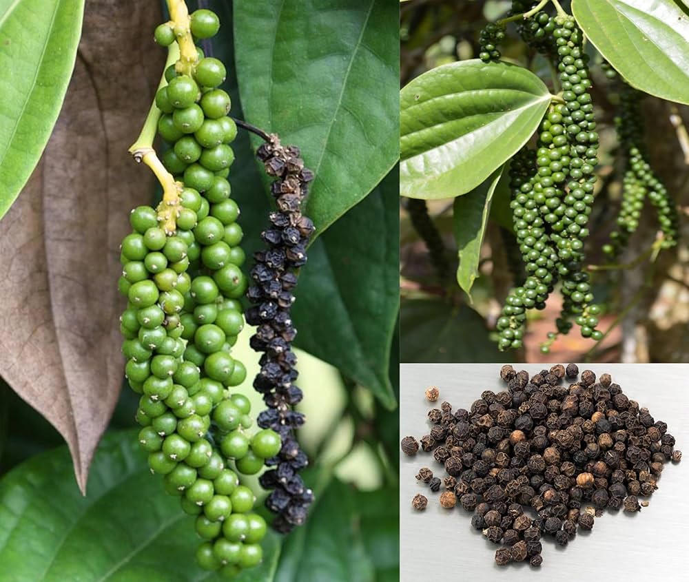 Việt Nam dẫn đầu thế giới xuất khẩu 1 loại gia vị, hóa ra là “thuốc” giảm mỡ máu cực hay- Ảnh 1.